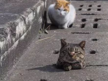 娱乐吃瓜君猫神,揭秘猫神背后的神秘故事